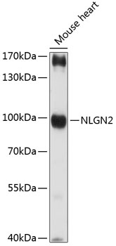 NLGN2 Rabbit pAb