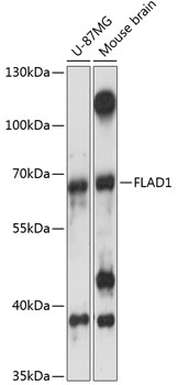 FLAD1 Rabbit pAb