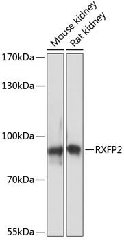 RXFP2 Rabbit pAb