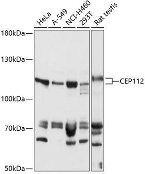 CEP112 Rabbit pAb