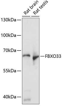 FBXO33 Rabbit pAb
