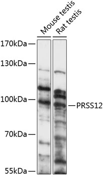 PRSS12 Rabbit pAb