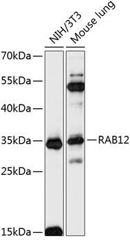 RAB12 Rabbit pAb