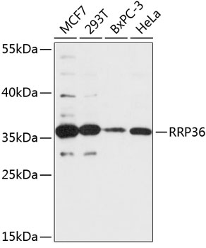 RRP36 Rabbit pAb