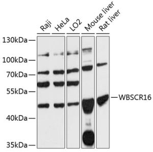 WBSCR16 Rabbit pAb