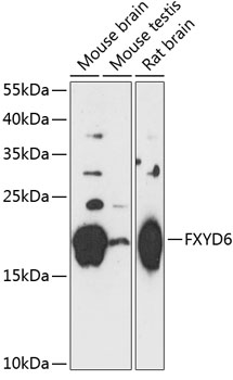FXYD6 Rabbit pAb