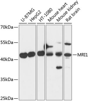 MRI1 Rabbit pAb