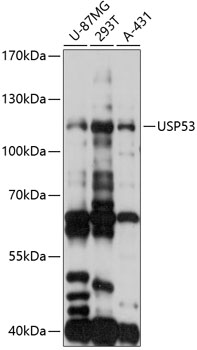 USP53 Rabbit pAb