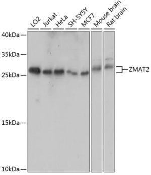 ZMAT2 Rabbit pAb