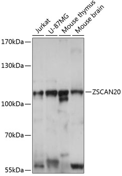 ZSCAN20 Rabbit pAb