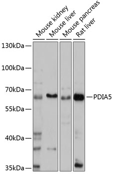 PDIA5 Rabbit pAb