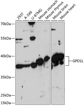 GPD1L Rabbit pAb