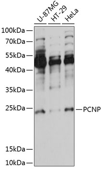PCNP Rabbit pAb