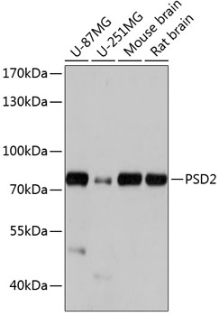 PSD2 Rabbit pAb