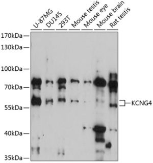 KCNG4 Rabbit pAb