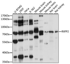 RXFP2 Rabbit pAb