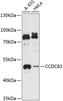 CCDC83 Rabbit pAb