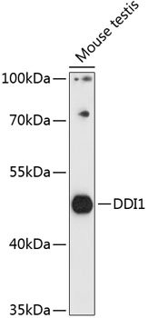 DDI1 Rabbit pAb