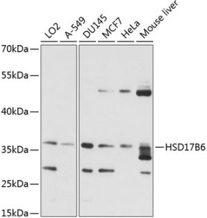 HSD17B6 Rabbit pAb