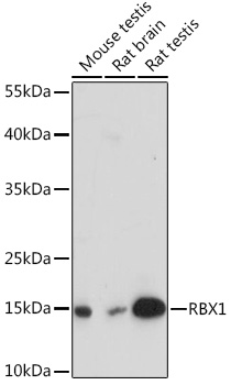 RBX1 Rabbit pAb