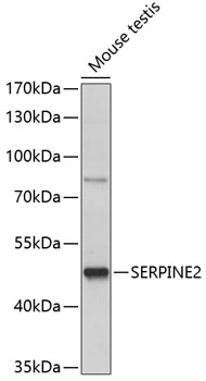SERPINE2 Rabbit pAb