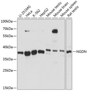 NGDN Rabbit pAb