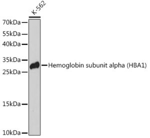 Hemoglobin subunit alpha (HBA1) Rabbit pAb