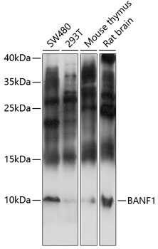 BANF1 Rabbit pAb
