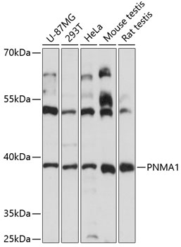 PNMA1 Rabbit pAb