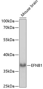 EFNB1 Rabbit pAb