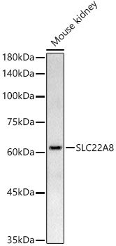 OAT3/SLC22A8 Rabbit pAb