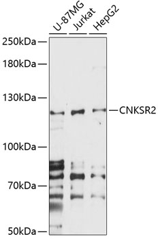 CNKSR2 Rabbit pAb