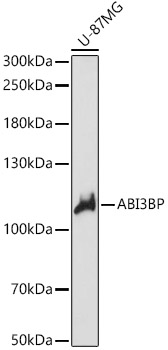 ABI3BP Rabbit pAb