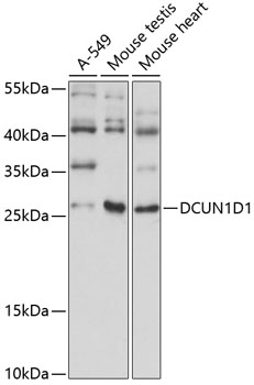 DCUN1D1 Rabbit pAb