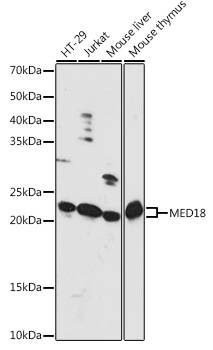 MED18 Rabbit pAb