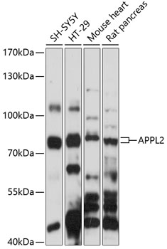 APPL2 Rabbit pAb