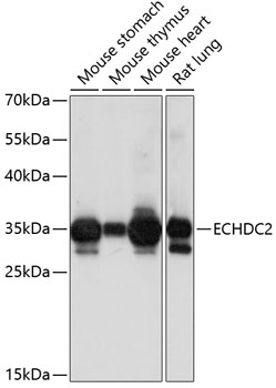 ECHDC2 Rabbit pAb