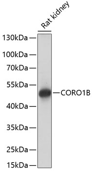 CORO1B Rabbit pAb