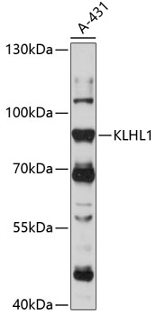 KLHL1 Rabbit pAb
