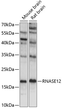 RNASE12 Rabbit pAb