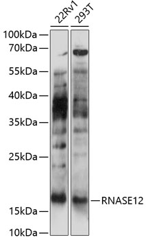 RNASE12 Rabbit pAb