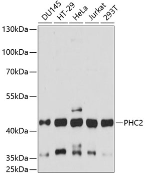 PHC2 Rabbit pAb