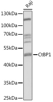 CtBP1 Rabbit pAb