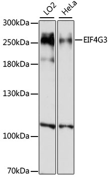 EIF4G3 Rabbit pAb