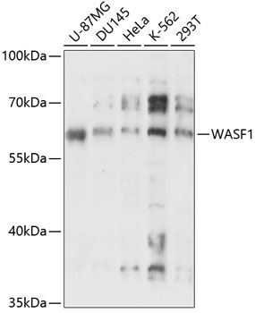 WASF1 Rabbit pAb
