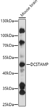 DCSTAMP Rabbit pAb