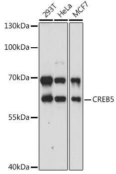 CREB5 Rabbit pAb