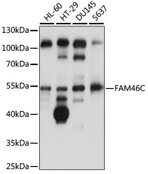 FAM46C Rabbit pAb
