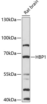 HBP1 Rabbit pAb