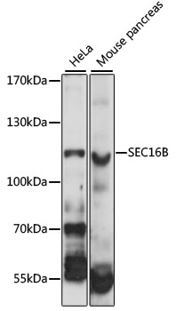 SEC16B Rabbit pAb